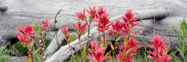 Indian Paintbrush at Cavell Meadows